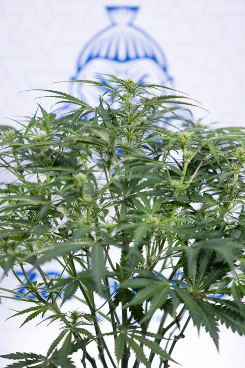 Critical Cheese Auto II - Zamnesia x B&B. Week 5 - Critical Cheese Automatic #2 - No Techniques