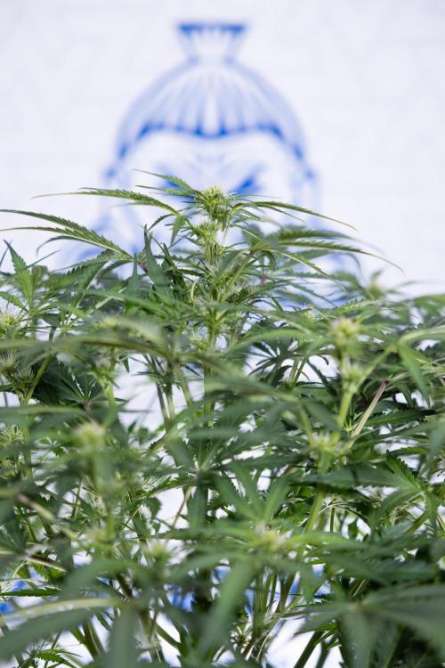 Critical Cheese Auto II - Zamnesia x B&B. Week 5 - Critical Cheese Automatic #2 - No Techniques