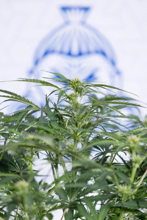 Critical Cheese Auto II - Zamnesia x B&B. Week 5 - Critical Cheese Automatic #2 - No Techniques