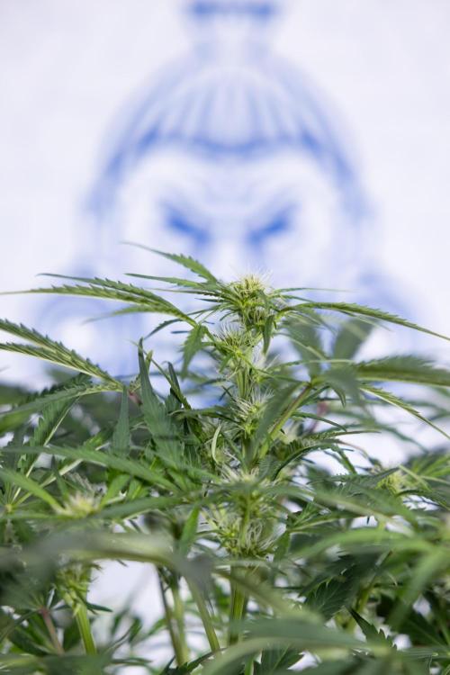 Critical Cheese Auto II - Zamnesia x B&B. Week 5 - Critical Cheese Automatic #2 - No Techniques