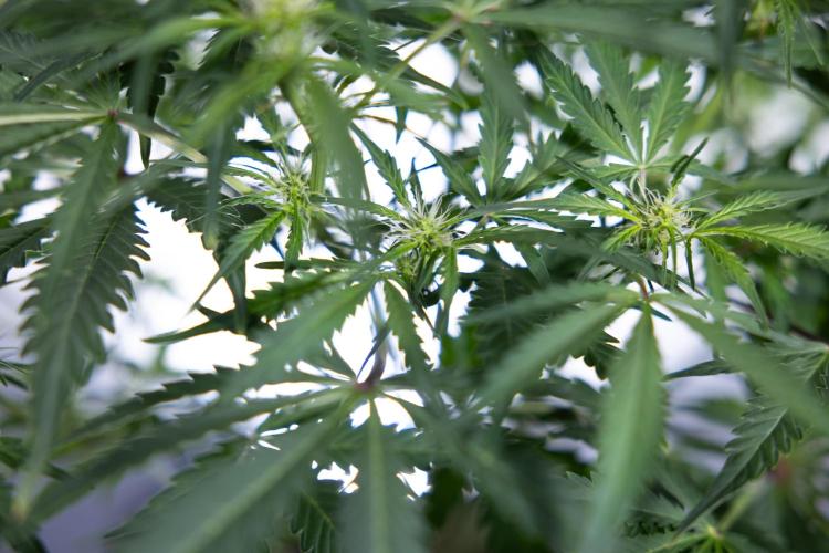 Critical Cheese Auto II - Zamnesia x B&B. Week 5 - Critical Cheese Automatic #2 - No Techniques