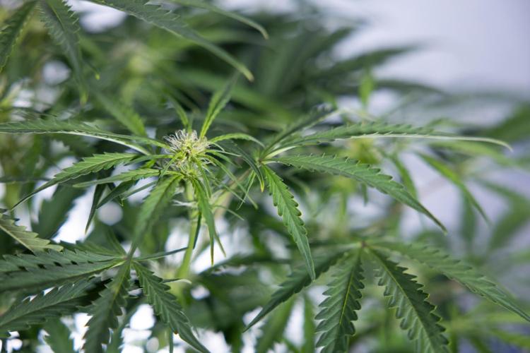 Critical Cheese Auto II - Zamnesia x B&B. Week 5 - Critical Cheese Automatic #2 - No Techniques