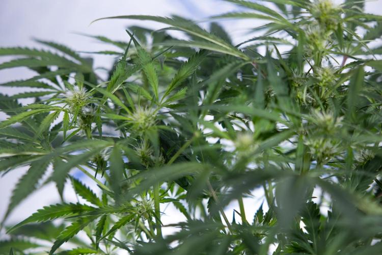 Critical Cheese Auto II - Zamnesia x B&B. Week 5