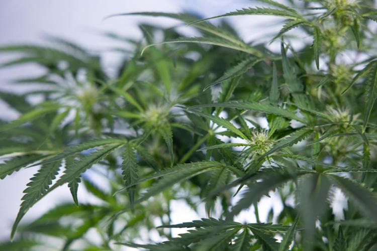 Critical Cheese Auto II - Zamnesia x B&B. Week 5