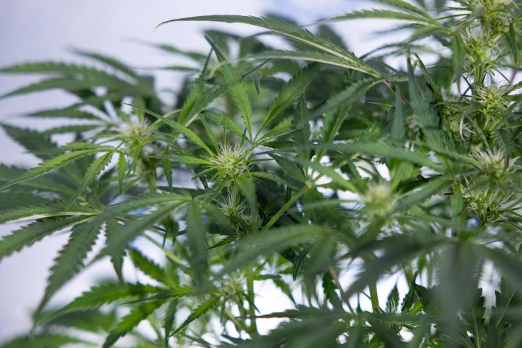 Critical Cheese Auto II - Zamnesia x B&B. Week 5