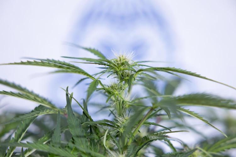 Critical Cheese Auto II - Zamnesia x B&B. Week 5