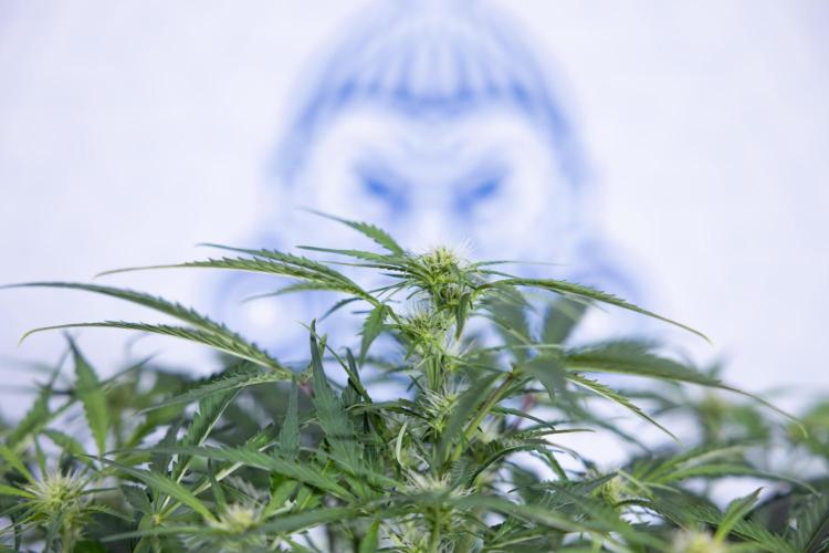 Critical Cheese Auto II - Zamnesia x B&B. Week 5