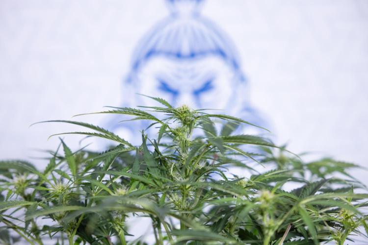 Critical Cheese Auto II - Zamnesia x B&B. Week 5