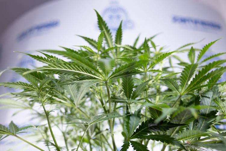 Critical Cheese Auto II - Zamnesia x B&B. Week 5 - Critical Cheese Automatic #2 - No Techniques