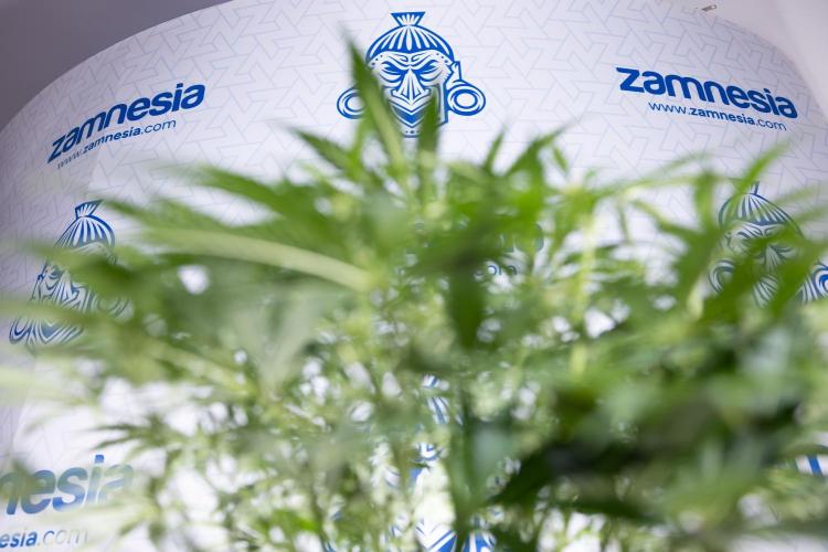 Critical Cheese Auto II - Zamnesia x B&B. Week 5 - Critical Cheese Automatic #2 - No Techniques