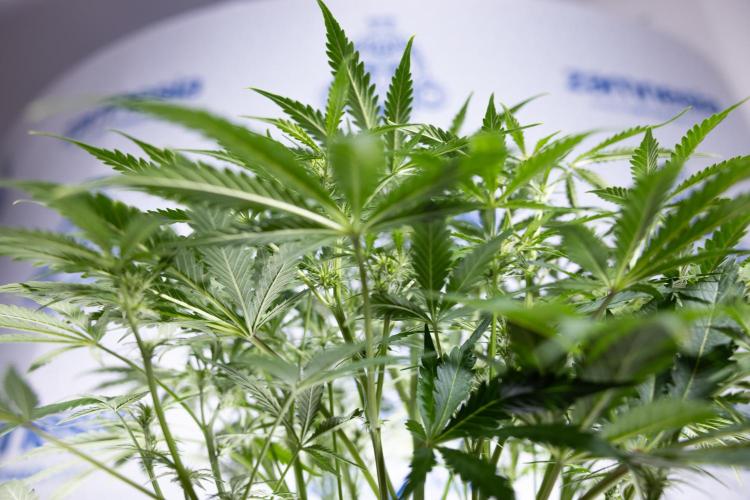 Critical Cheese Auto II - Zamnesia x B&B. Week 5 - Critical Cheese Automatic #2 - No Techniques