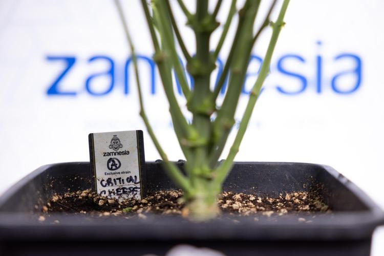 Critical Cheese Auto II - Zamnesia x B&B. Week 5 - Critical Cheese Automatic #2 - No Techniques