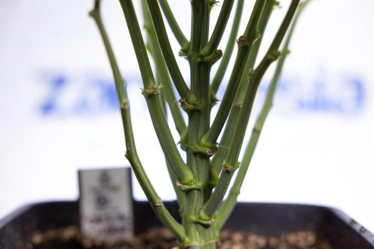 Critical Cheese Auto II - Zamnesia x B&B. Week 5 - Critical Cheese Automatic #2 - No Techniques