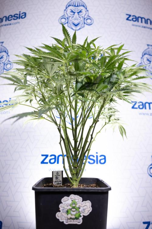 Critical Cheese Auto II - Zamnesia x B&B. Week 5 - Critical Cheese Automatic #2 - No Techniques