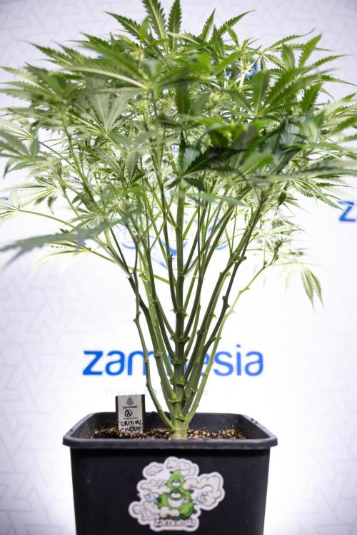 Critical Cheese Auto II - Zamnesia x B&B. Week 5 - Critical Cheese Automatic #2 - No Techniques