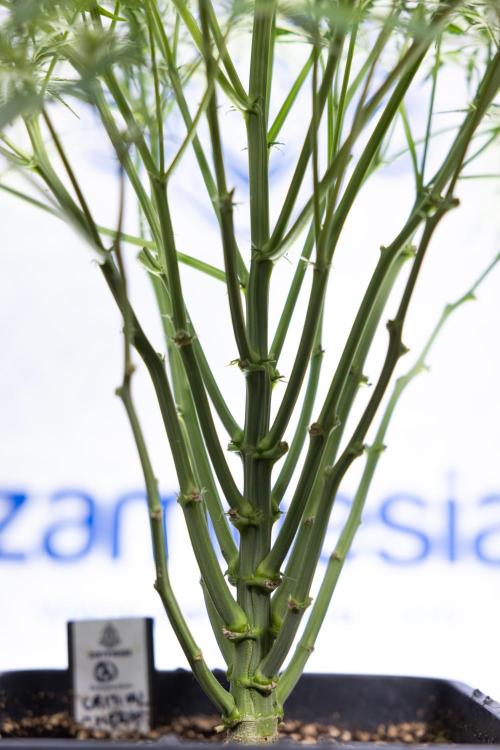 Critical Cheese Auto II - Zamnesia x B&B. Week 5 - Critical Cheese Automatic #2 - No Techniques