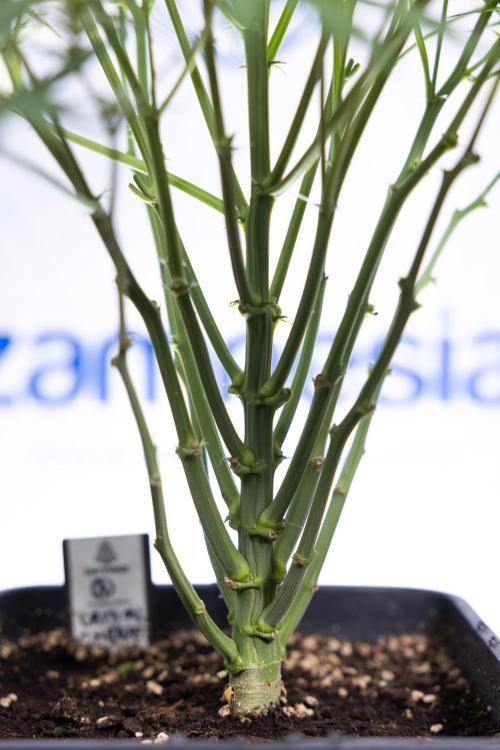 Critical Cheese Auto II - Zamnesia x B&B. Week 5 - Critical Cheese Automatic #2 - No Techniques