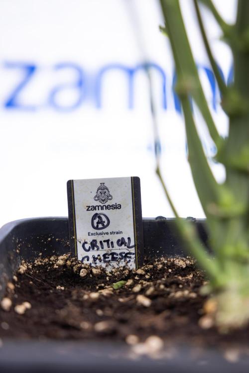 Critical Cheese Auto II - Zamnesia x B&B. Week 5 - Critical Cheese Automatic #2 - No Techniques