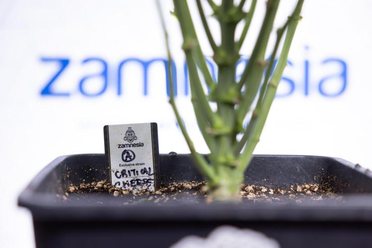 Critical Cheese Auto II - Zamnesia x B&B. Week 5 - Critical Cheese Automatic #2 - No Techniques