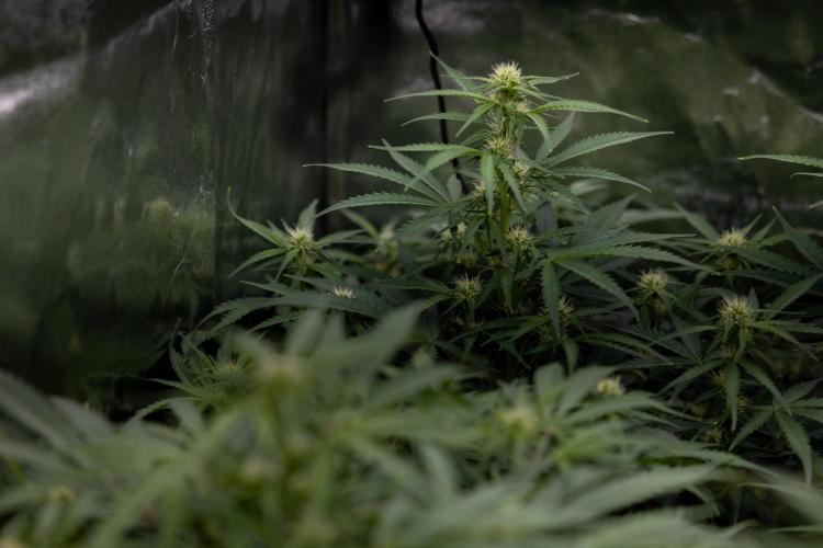 Watermelon Candy  Auto - Zamnesia x B&B. Week 5 - Watermelon Candy Automatic - No Techniques - Bloom