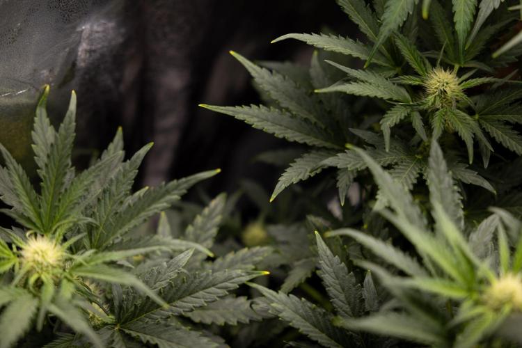 Watermelon Candy  Auto - Zamnesia x B&B. Week 5 - Watermelon Candy Automatic - No Techniques - Bloom