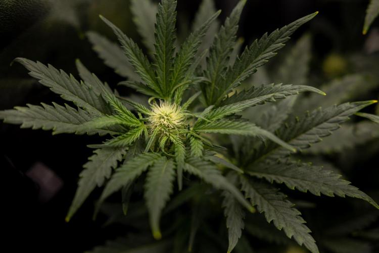 Watermelon Candy  Auto - Zamnesia x B&B. Week 5 - Watermelon Candy Automatic - No Techniques - Bloom