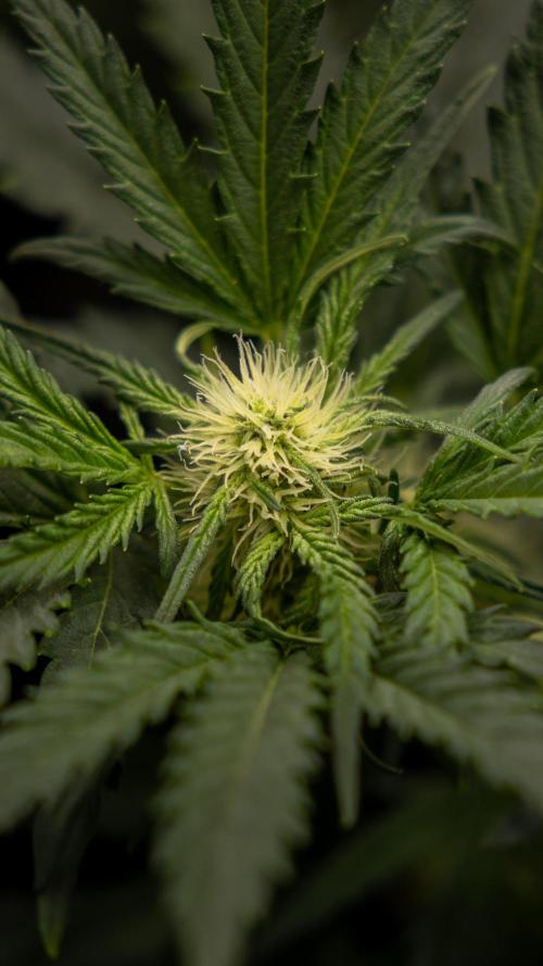 Watermelon Candy  Auto - Zamnesia x B&B. Week 5 - Watermelon Candy Automatic - No Techniques - Bloom