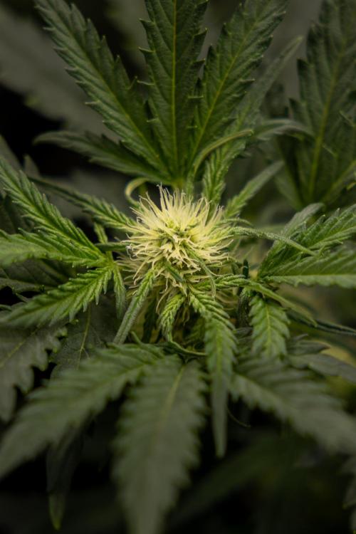 Watermelon Candy  Auto - Zamnesia x B&B. Week 5 - Watermelon Candy Automatic - No Techniques - Bloom