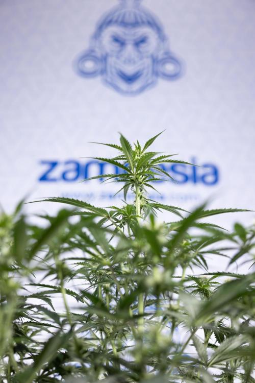 Watermelon Candy  Auto - Zamnesia x B&B. Week 5 - Watermelon Candy Automatic - No Techniques - Bloom