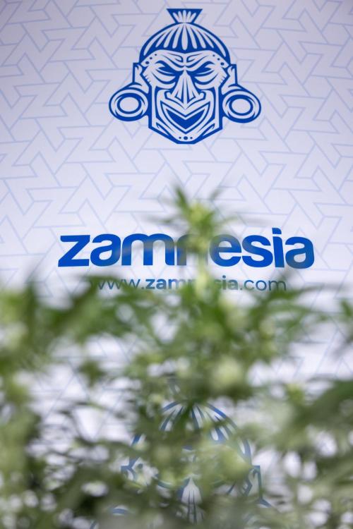 Watermelon Candy  Auto - Zamnesia x B&B. Week 5 - Watermelon Candy Automatic - No Techniques - Bloom