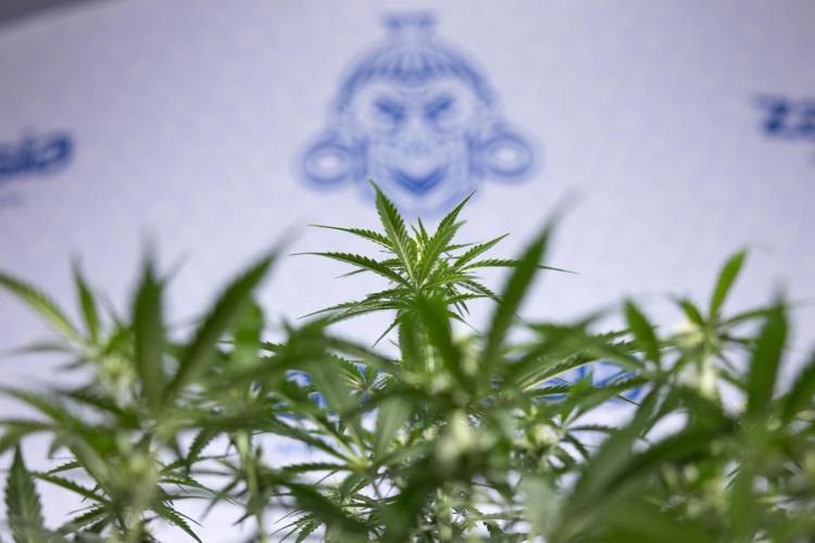 Watermelon Candy  Auto - Zamnesia x B&B. Week 5 - Watermelon Candy Automatic - No Techniques - Bloom