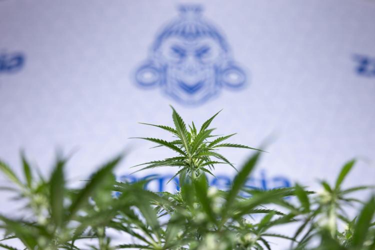 Watermelon Candy  Auto - Zamnesia x B&B. Week 5 - Watermelon Candy Automatic - No Techniques - Bloom