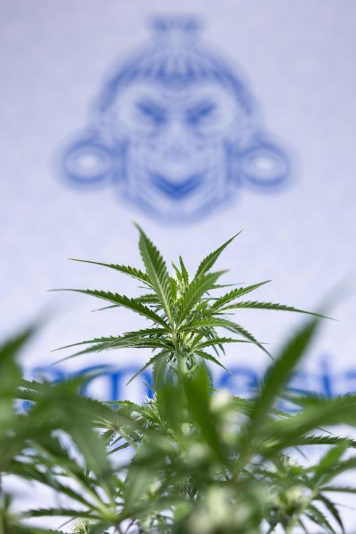 Watermelon Candy  Auto - Zamnesia x B&B. Week 5 - Watermelon Candy Automatic - No Techniques - Bloom