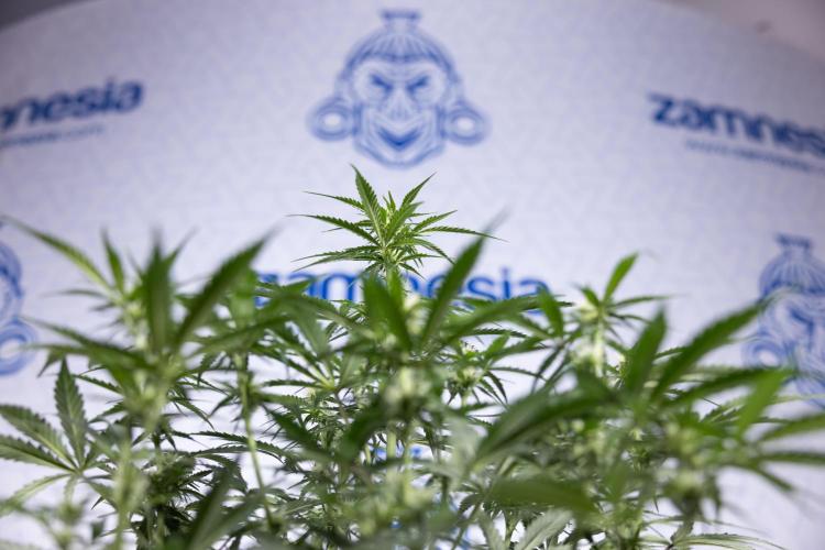 Watermelon Candy  Auto - Zamnesia x B&B. Week 5 - Watermelon Candy Automatic - No Techniques - Bloom