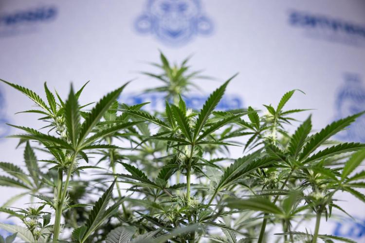 Watermelon Candy  Auto - Zamnesia x B&B. Week 5 - Watermelon Candy Automatic - No Techniques - Bloom