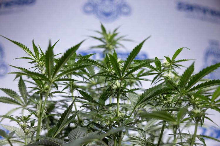 Watermelon Candy  Auto - Zamnesia x B&B. Week 5 - Watermelon Candy Automatic - No Techniques - Bloom