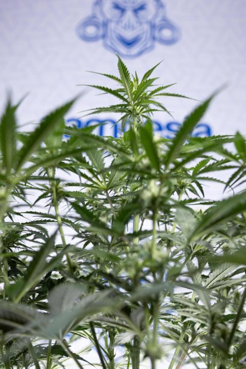 Watermelon Candy  Auto - Zamnesia x B&B. Week 5 - Watermelon Candy Automatic - No Techniques - Bloom