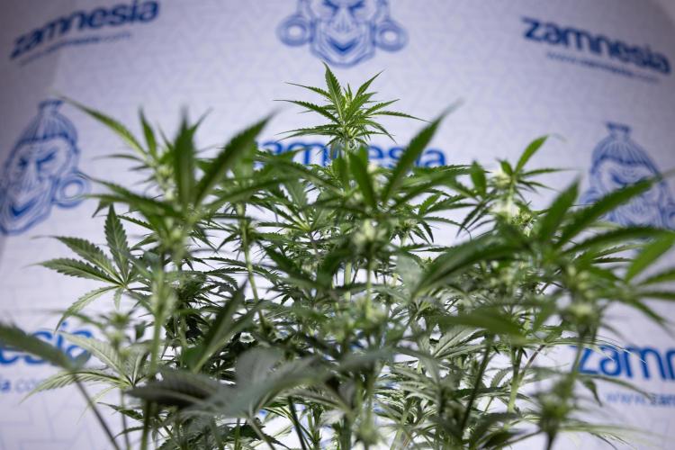 Watermelon Candy  Auto - Zamnesia x B&B. Week 5 - Watermelon Candy Automatic - No Techniques - Bloom