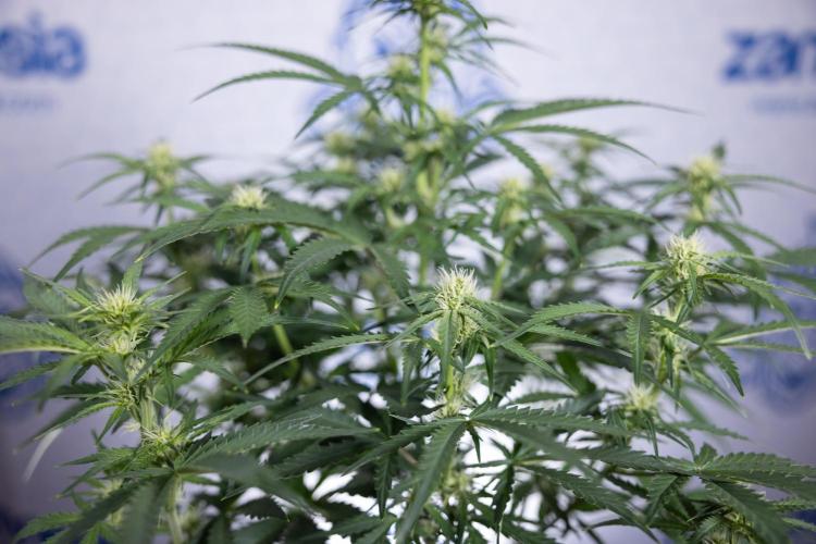 Watermelon Candy  Auto - Zamnesia x B&B. Week 5 - Watermelon Candy Automatic - No Techniques - Bloom