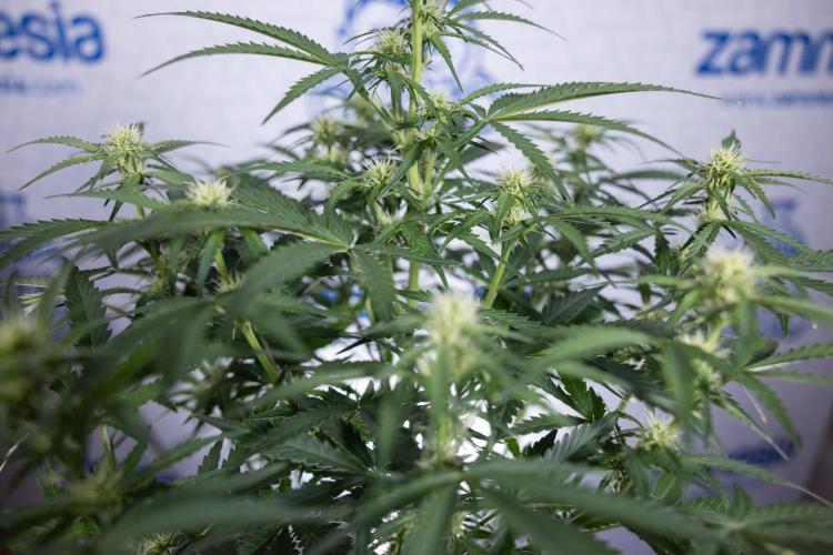 Watermelon Candy  Auto - Zamnesia x B&B. Week 5 - Watermelon Candy Automatic - No Techniques - Bloom