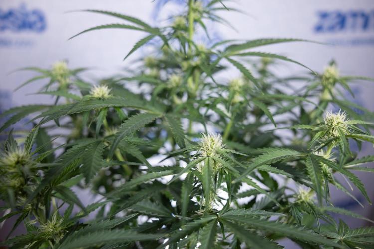 Watermelon Candy  Auto - Zamnesia x B&B. Week 5 - Watermelon Candy Automatic - No Techniques - Bloom