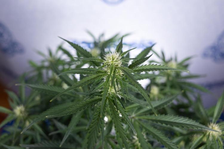 Watermelon Candy  Auto - Zamnesia x B&B. Week 5 - Watermelon Candy Automatic - No Techniques - Bloom