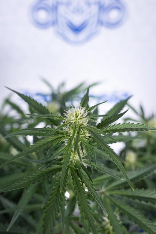 Watermelon Candy  Auto - Zamnesia x B&B. Week 5 - Watermelon Candy Automatic - No Techniques - Bloom