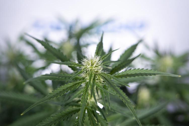 Watermelon Candy  Auto - Zamnesia x B&B. Week 5 - Watermelon Candy Automatic - No Techniques - Bloom