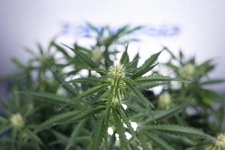 Watermelon Candy  Auto - Zamnesia x B&B. Week 5 - Watermelon Candy Automatic - No Techniques - Bloom