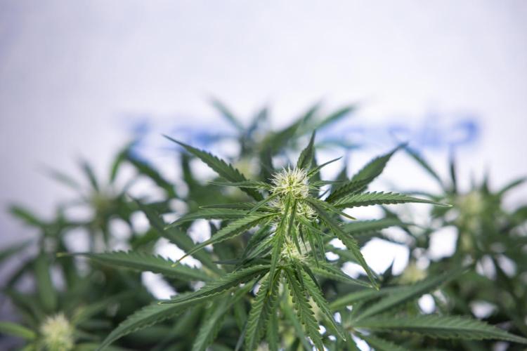 Watermelon Candy  Auto - Zamnesia x B&B. Week 5 - Watermelon Candy Automatic - No Techniques - Bloom