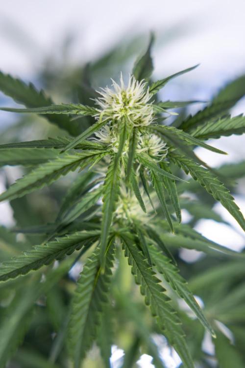 Watermelon Candy  Auto - Zamnesia x B&B. Week 5 - Watermelon Candy Automatic - No Techniques - Bloom