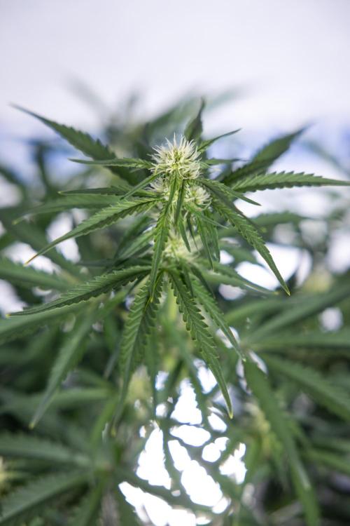 Watermelon Candy  Auto - Zamnesia x B&B. Week 5 - Watermelon Candy Automatic - No Techniques - Bloom