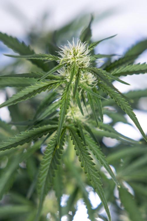 Watermelon Candy  Auto - Zamnesia x B&B. Week 5 - Watermelon Candy Automatic - No Techniques - Bloom