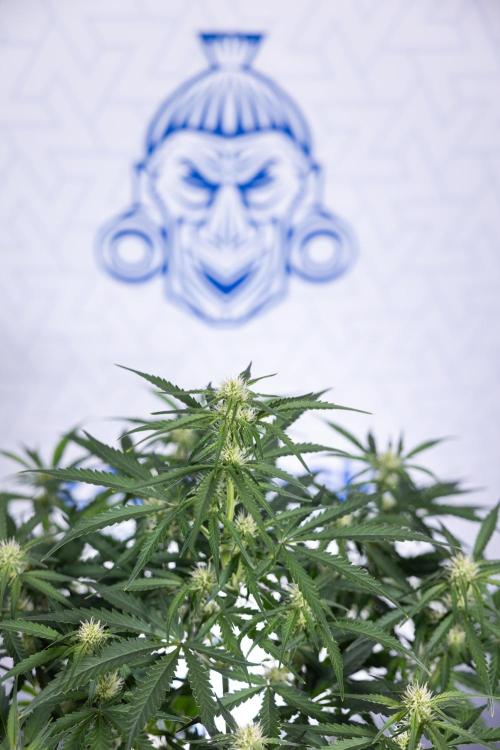 Watermelon Candy  Auto - Zamnesia x B&B. Week 5 - Watermelon Candy Automatic - No Techniques - Bloom